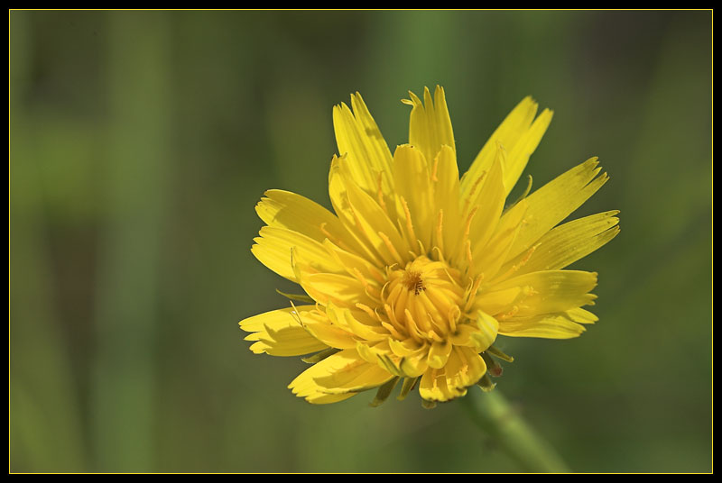 Dandelion