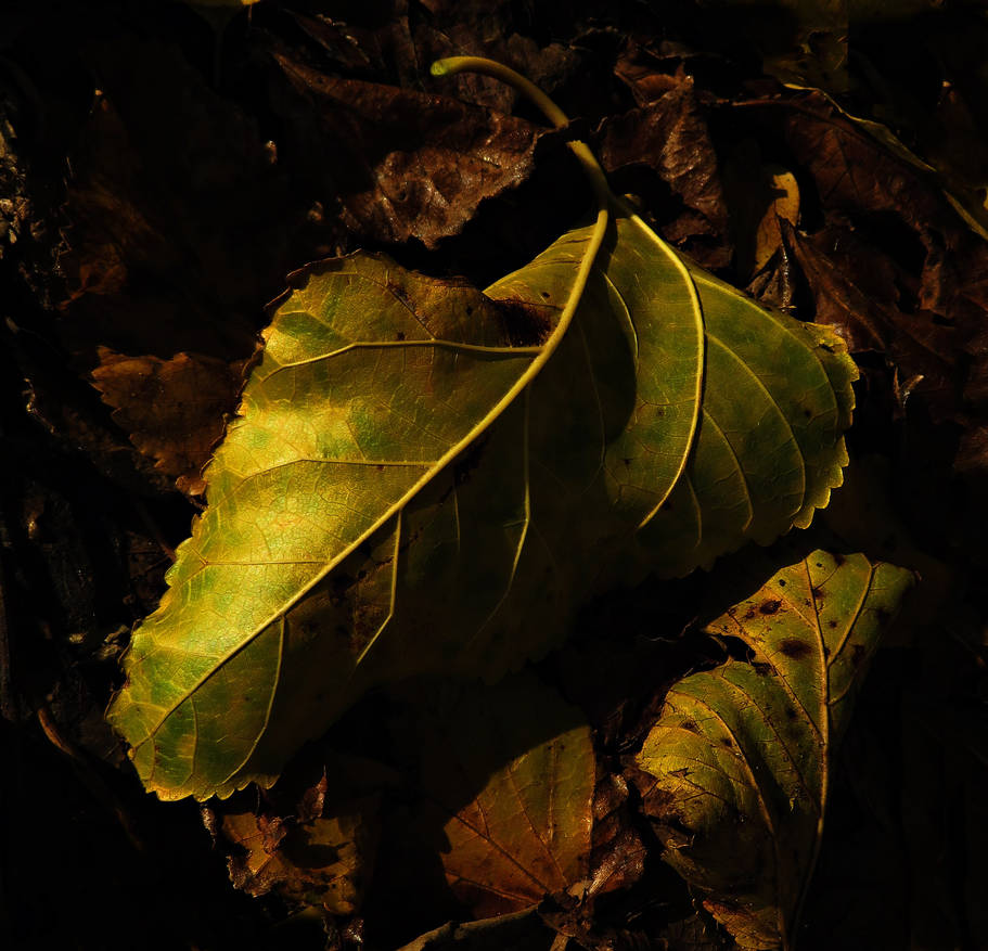 Wilting 2 by julia51 on DeviantArt