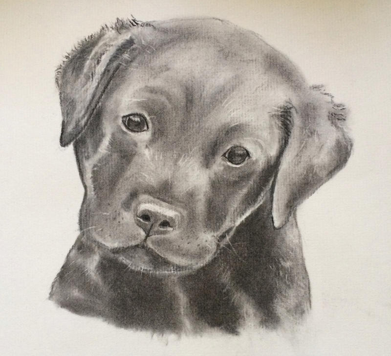 Black Lab Deviantart Black lab puppy by alicechould on DeviantArt
