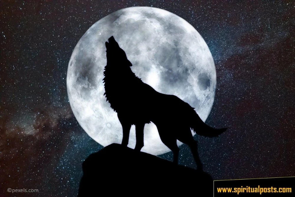 Moon Wolves Wolf Howling At The Moon by Mendez1996 on DeviantArt