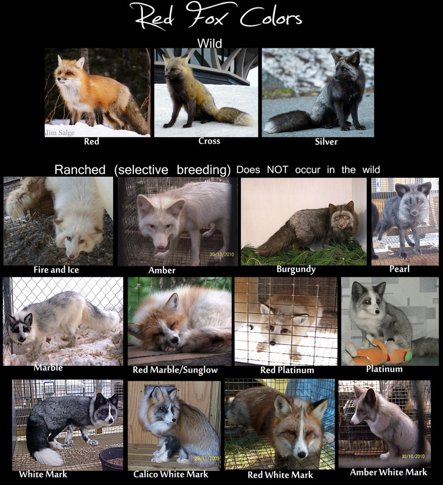 Red Fox Color Chart live pics by Krissyfawx on DeviantArt