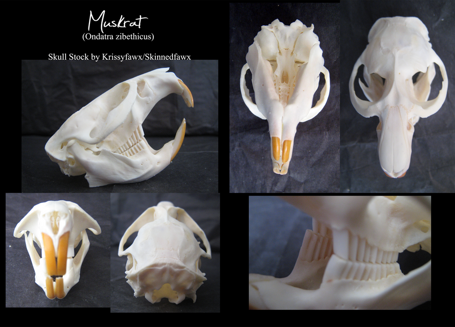 Skull Stock: Muskrat