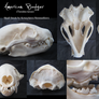 Skull Stock: American Badger