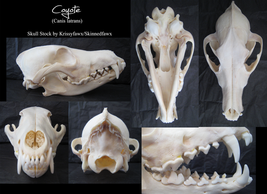 Skull Stock: Coyote