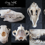 Skull Stock: Grey Wolf