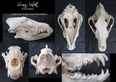 Skull Stock: Grey Wolf