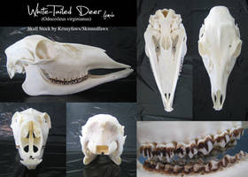 Skull Stock: Whitetail Doe