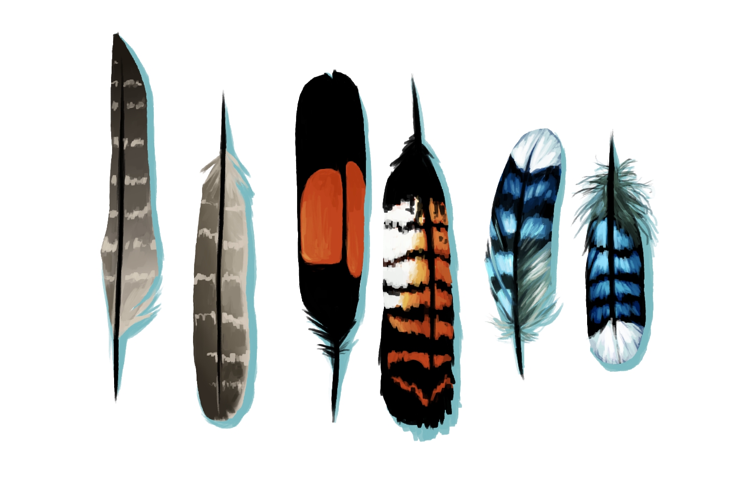 Feathers Feathers