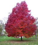 Red Maple 2013 by mymysticgems