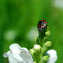 Black and Red Shield