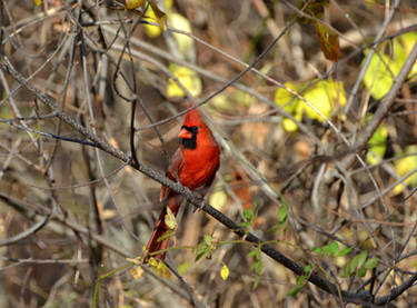Stunning Cardinal