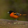 Baltimore Oriole for Prints