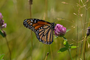 Monarch on Clover