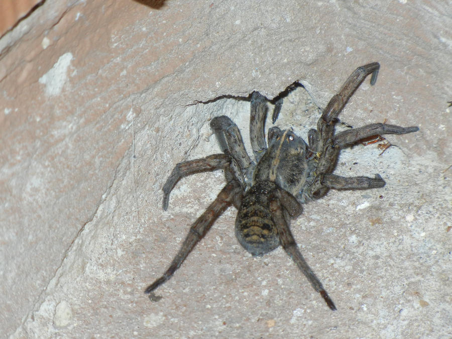 Wolf Spider Friend