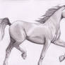 Arabian Horse