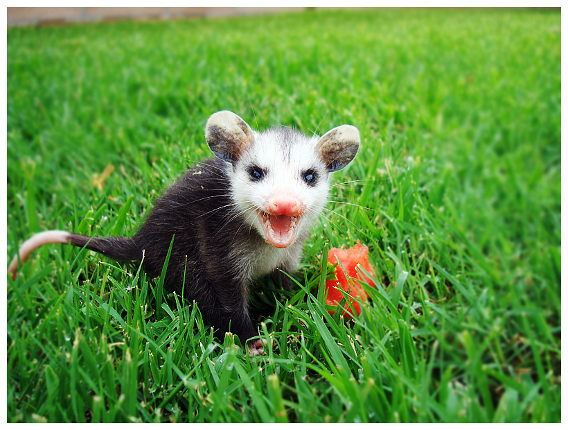 Baby Opossum