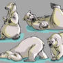 Polar bears