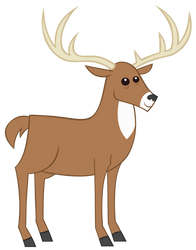 Deer Stag