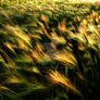 Whispy Prairie Field