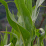 Corn leaves