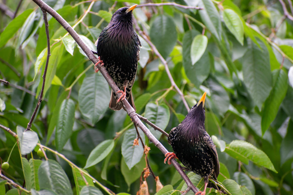 Rust Starlings Starlings by OsyAdy on DeviantArt