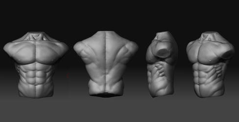 Anatomy Study