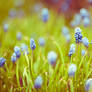 Grape Hyacinth