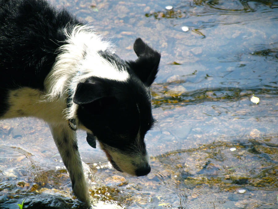 Get Your Paws Wet