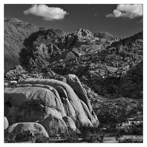 Joshua Tree 02