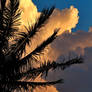 Palm Fronds and Outrageous Sky