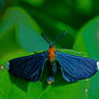 Blue Moth...White Tipped Wings