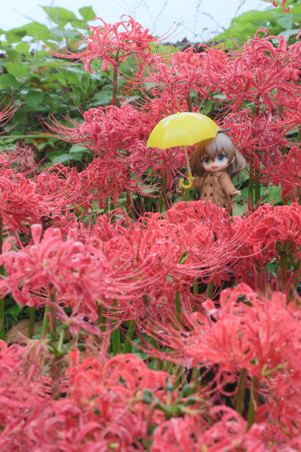 Lycoris after the rain