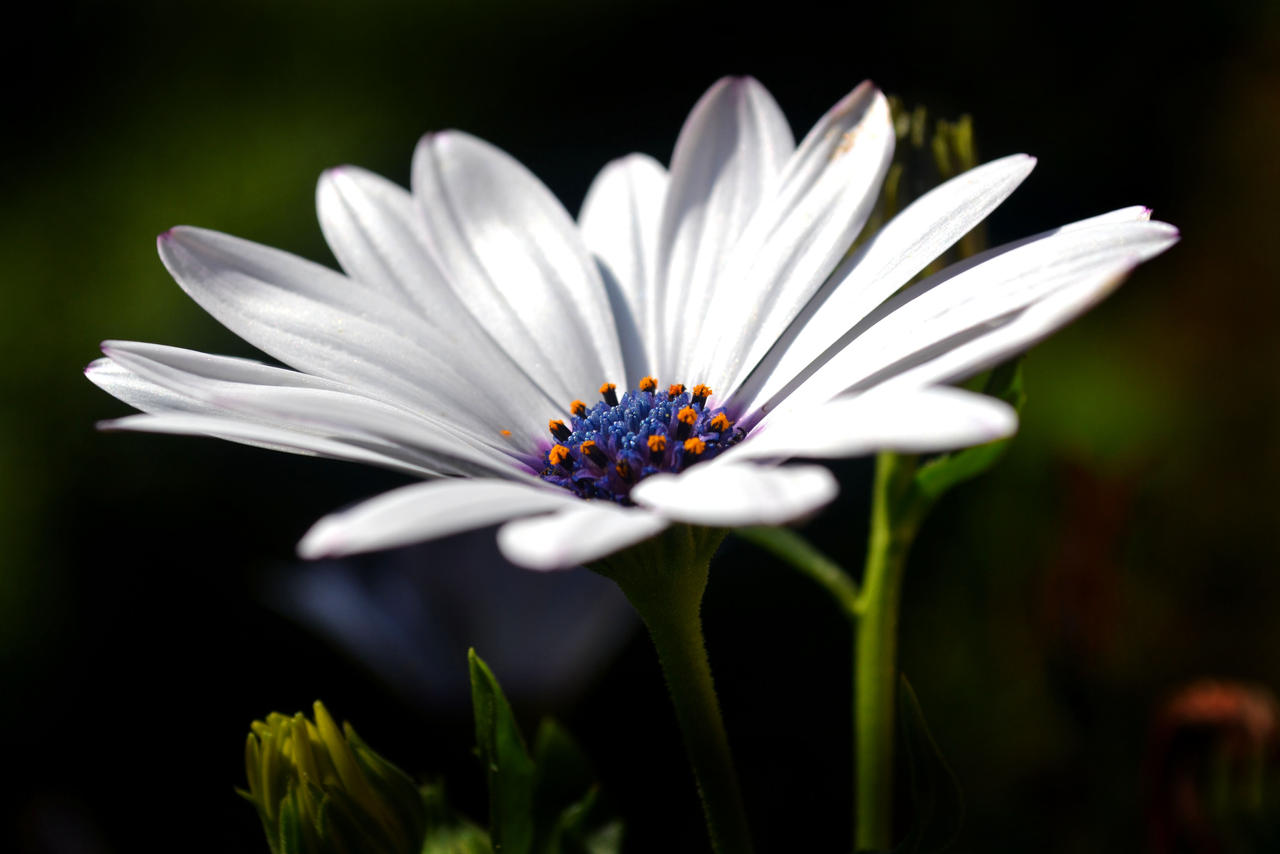 Flowers in flower