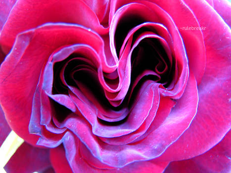 A Heart Rose