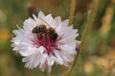 This flower is mine