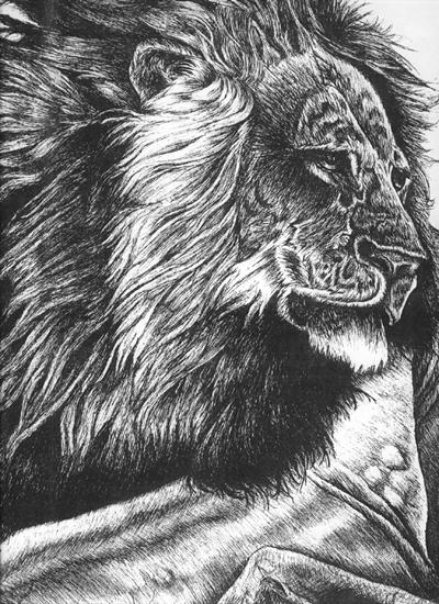 Asian Lion - Pen and Ink