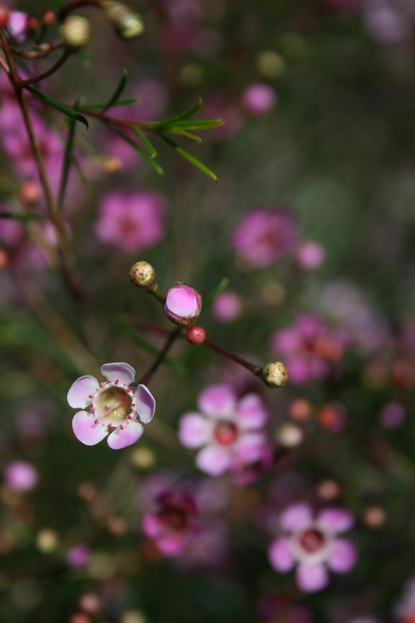 Pink Bits