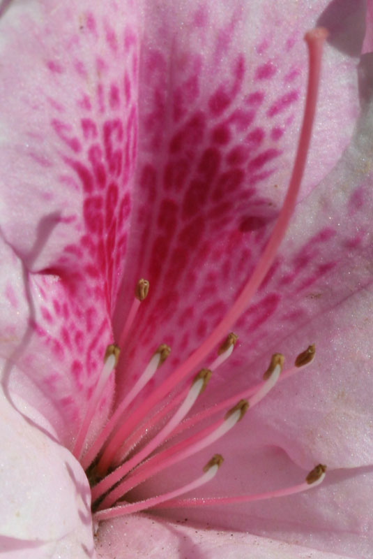 Azalea Tongues