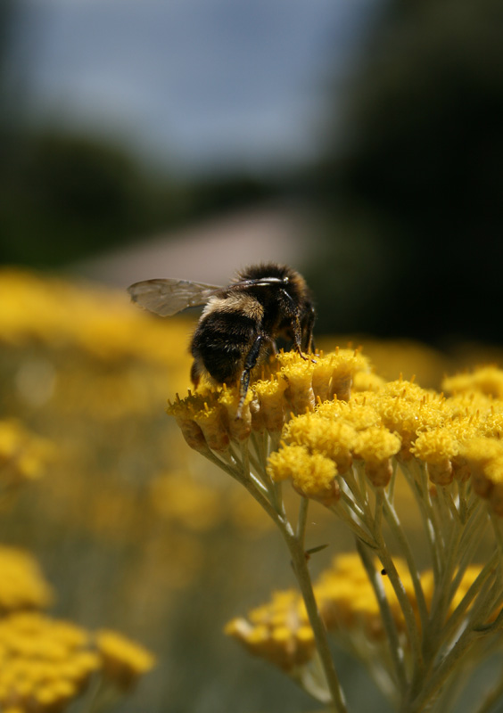 Another Bee Bum