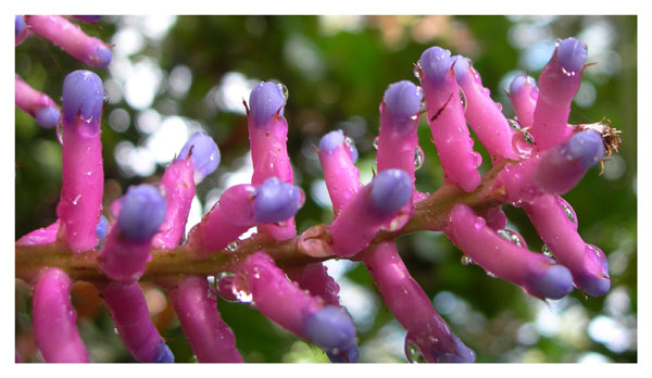 Pink Flowers After Rain II