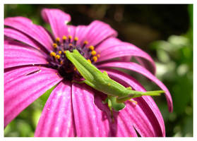 Grasshopper