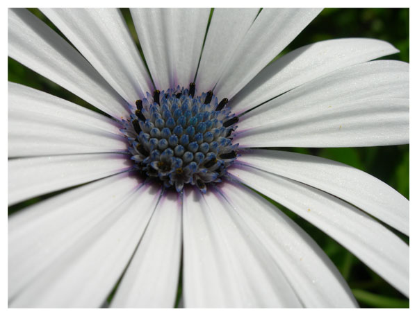 White Flower II