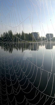 Spiderweb in a morning light 1