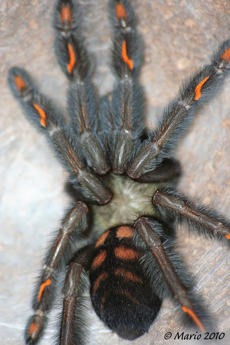 P.Irminia after molt