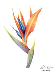 Strelitzia (bird of paradise)