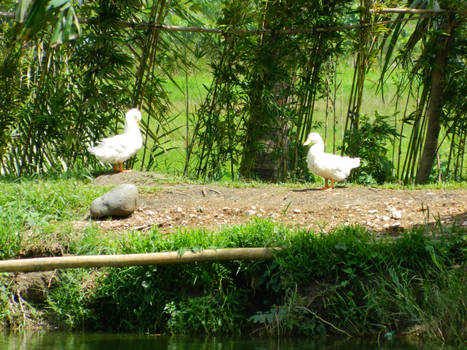 The ducks are having a civilized conversation.