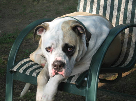 American Bulldog Leisure