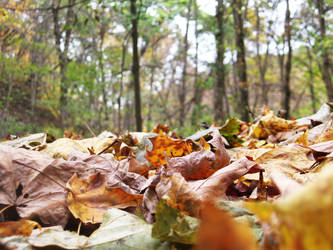 Fall Leaves