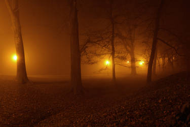 Forest at night