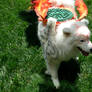 Amaterasu - Closeup on Grass